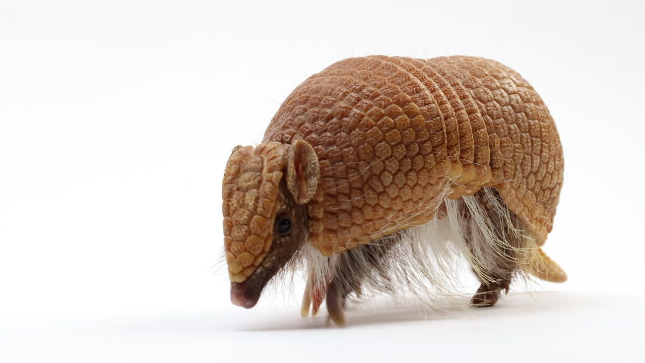 armadillo camina hacia la cámara - aislado en fondo blanco - cerrar
