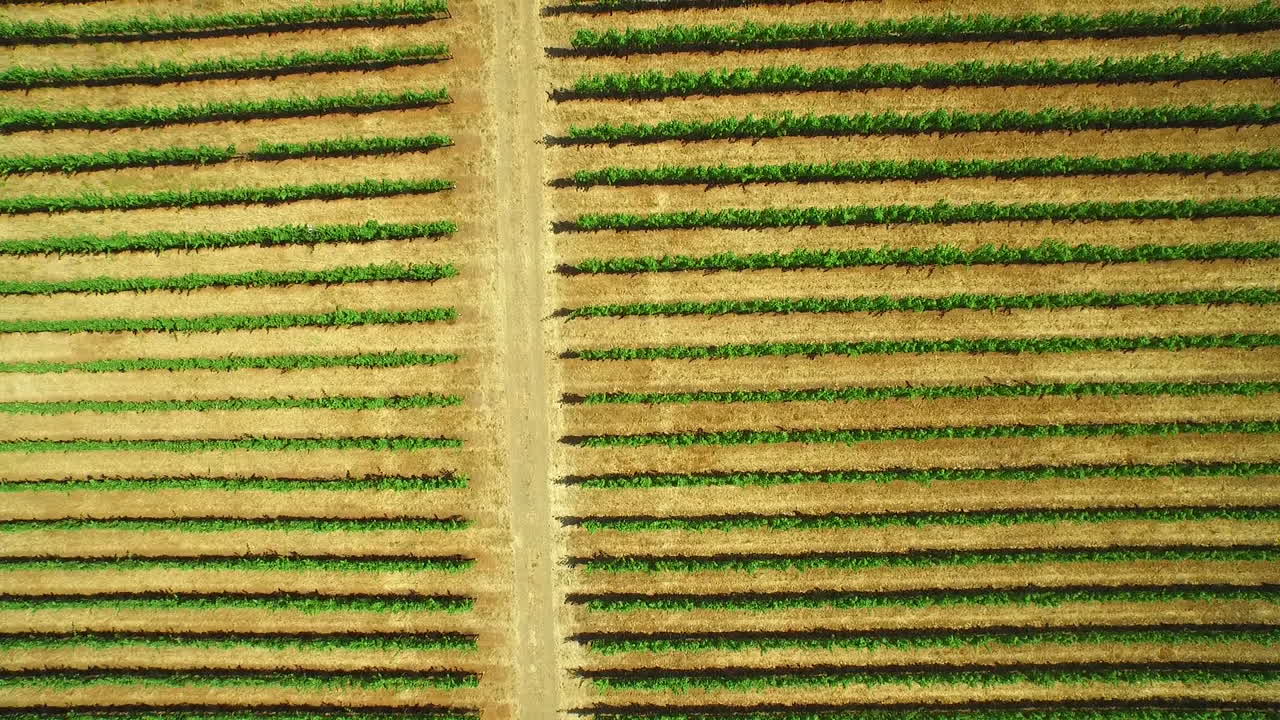 una antena sobre vastas hileras de viñedos en el condado de sonoma del norte de california 2