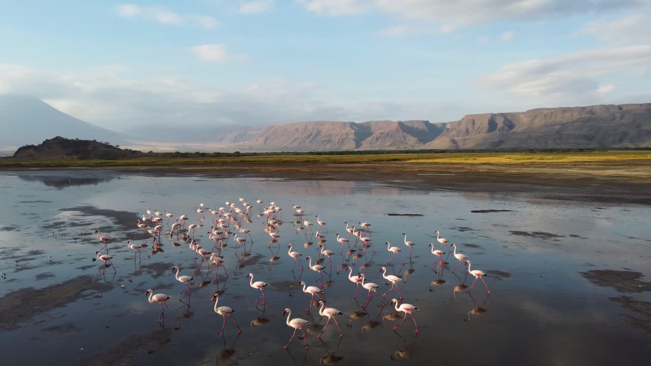 한 무리의 플라밍고가 물에 비친 놀라운 반사와 탄자니아의 아름다운 산들을 배경으로 나트론 호수 위를 걷고 있습니다 - 북아프리카
