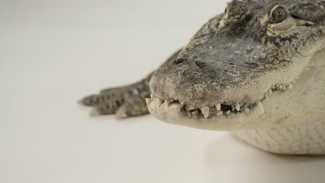 alligator on white background in a studio posing