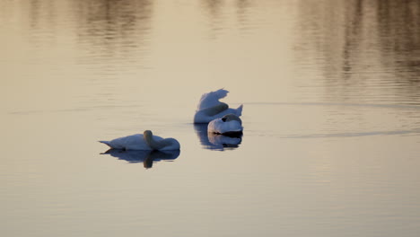 swans preening and courting in spring, captured in dramatic slow motion.