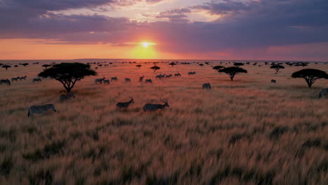 African Sunset Safari
