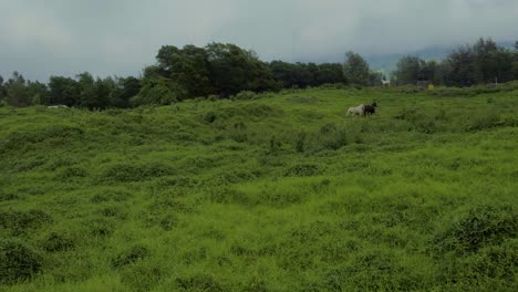 Caballos-Galopando-A-Través-De-La-Vegetación-De-La-Isla-Hawaiana-Maui