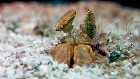 Golden-Mantis-Shrimp-in-Burrow-Watching-with-Powerful-Eyesight-for-Prey