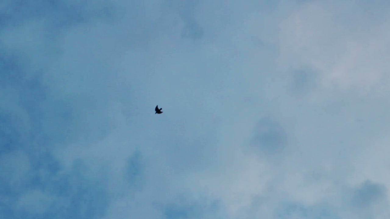 구름 속에서 날아다니는 새 하늘. 어두운 파란 하늘 배경. 새 실루