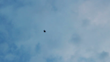 Pájaro-Volando-En-El-Cielo-De-Las-Nubes.-Fondo-De-Cielo-Azul-Oscuro.-Silueta-De-Pájaro