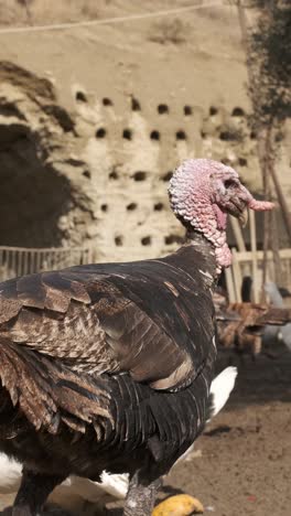 turkey proudly strutting and displaying its vibrant plumage on a picturesque farm