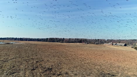 toma aérea hacia atrás de las actividades de la bandada de gansos de frente blanca volando en el cielo sobre el campo agrícola en un día soleado