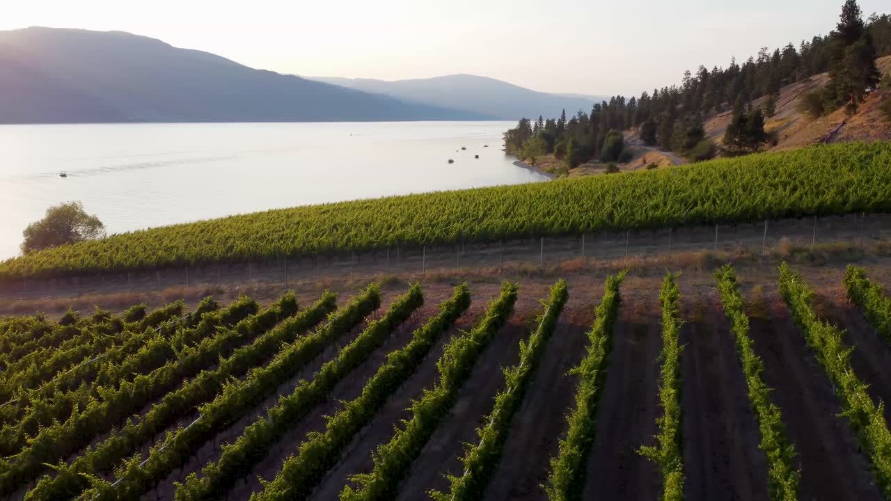 Winery Overlooking Okanagan Lake | Lakecountry, British Columbia, Canada | Wine Tour Tasting | Scenic View | Wine Vineyard Rows | Lakeside Shoreline | Summer Time | South Facing Kelowna | Lakestone