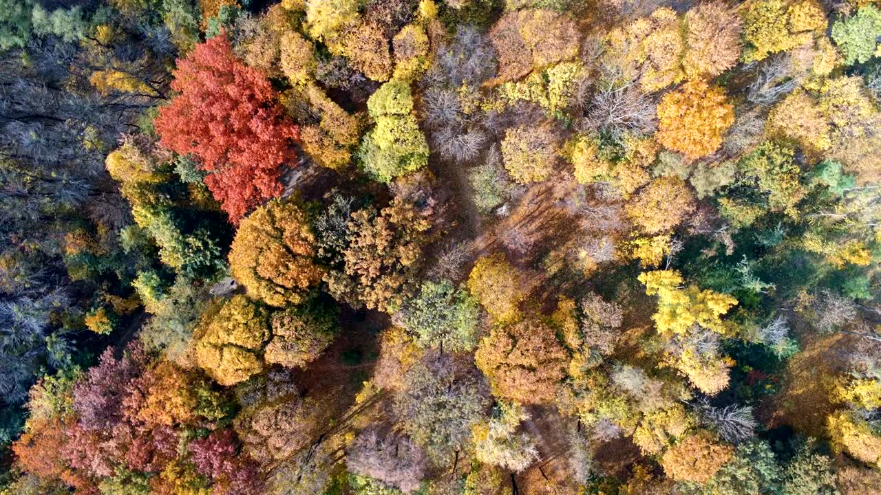 Autumn forest aerial view. Multicolored fall trees in city park. Beautiful colorful seasonal foliage. Autumnal vibrant riot of bright colors. Rotation view from above.