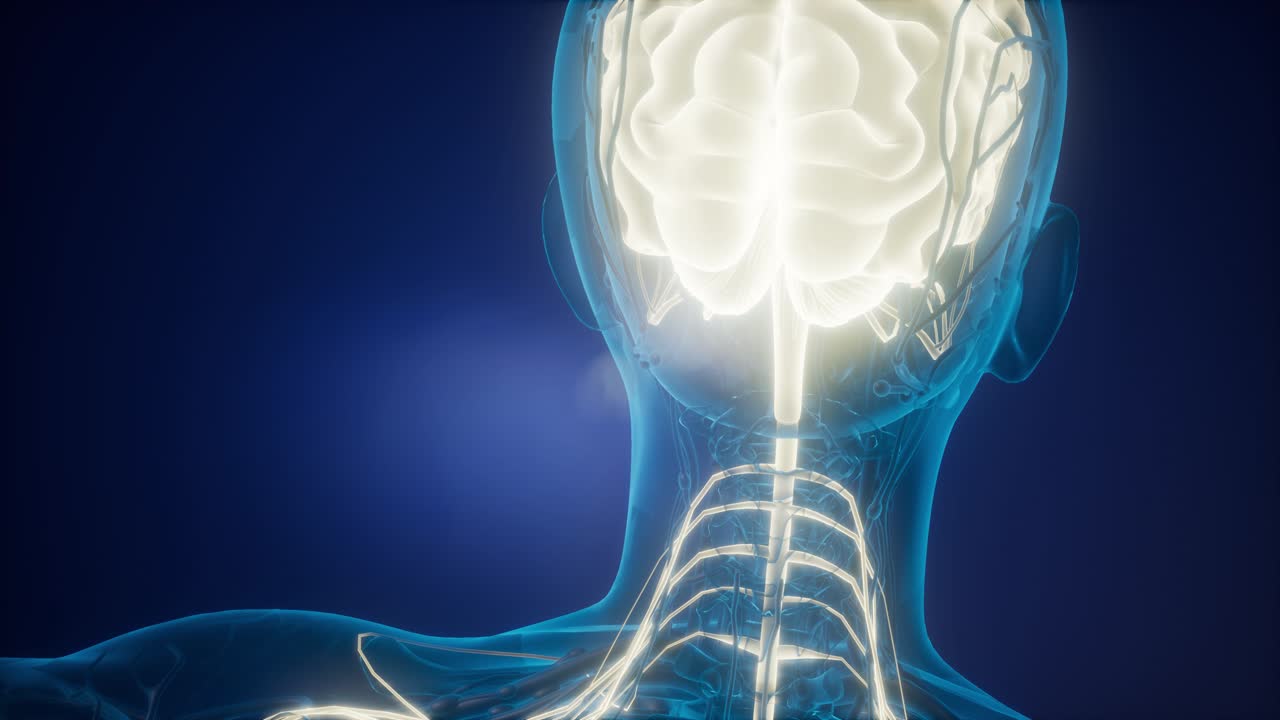 anatomía del cerebro humano