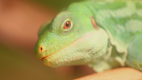 lau banded iguana (brachylophus fasciatus) is an arboreal species of lizard endemic to the lau islands of the eastern part of the fijian archipelago.