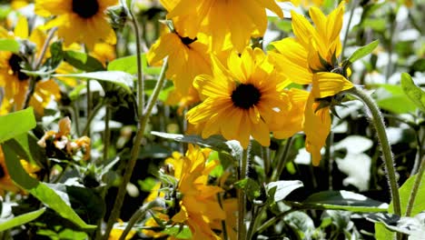 sunflowers swaying in the summer breeze