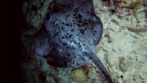 round ribbontail ray - taeniura meyeni swim over reef in the night , indian ocean, maldives, asia