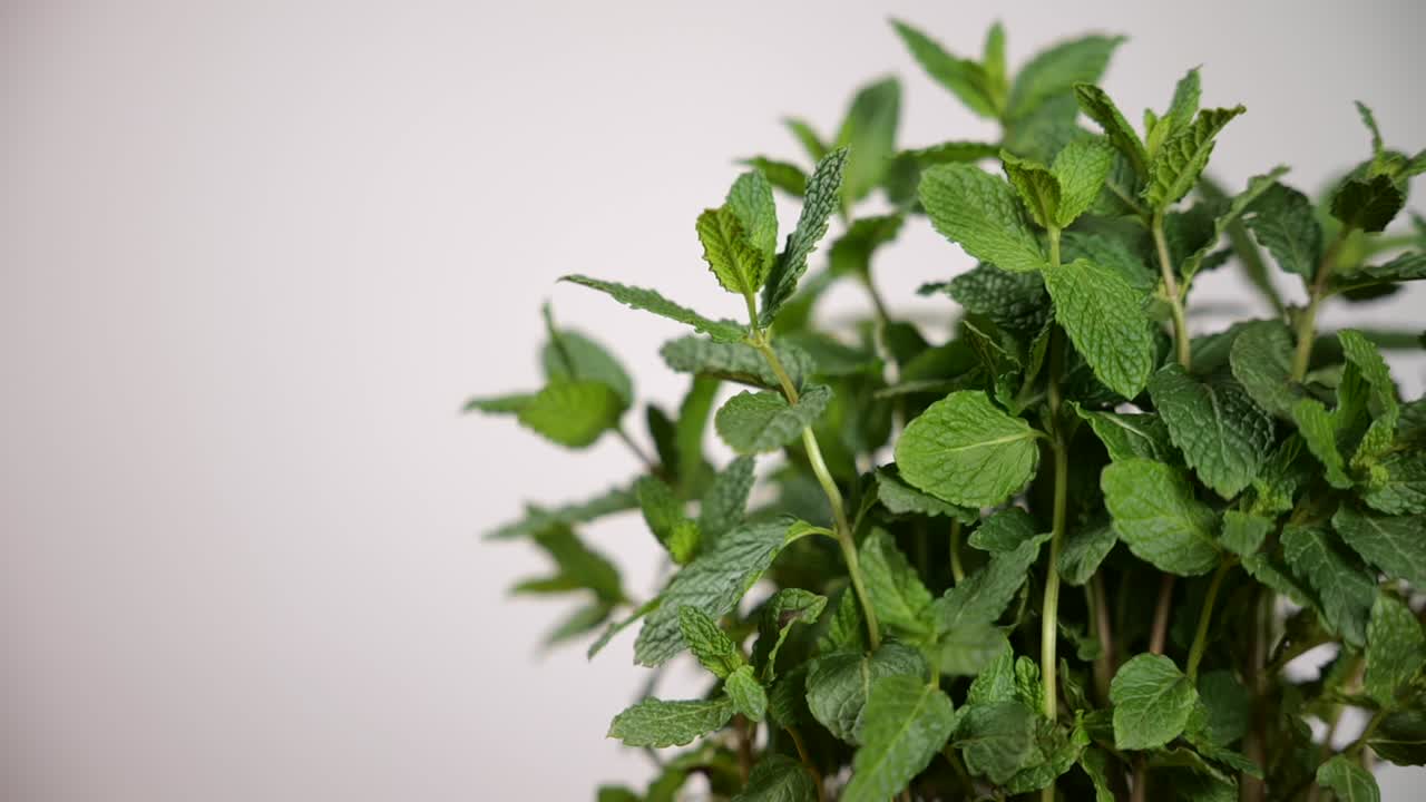 흰색 배경에 민트 공장입니다. 랙 포커스