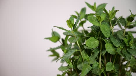 Mint-plant-on-white-background.-Rack-focus