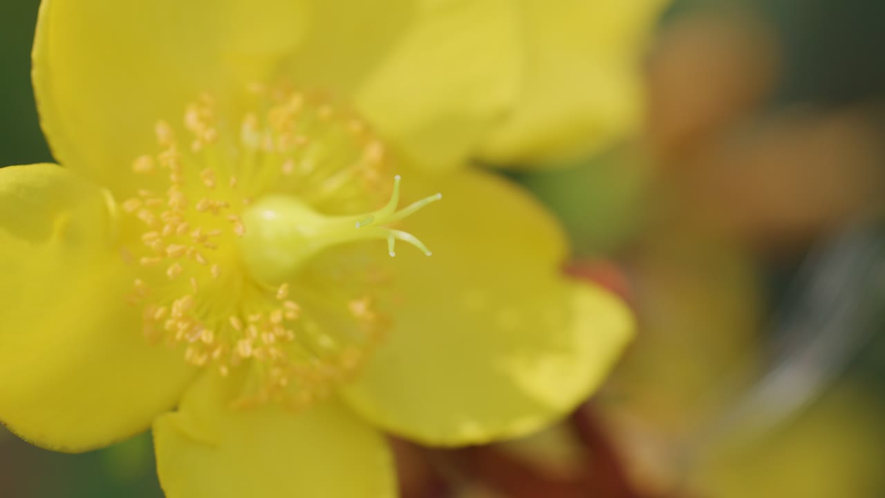 Yellow flower macro with visible stamen, pistil, and anther, slow camera movement, soft lighting