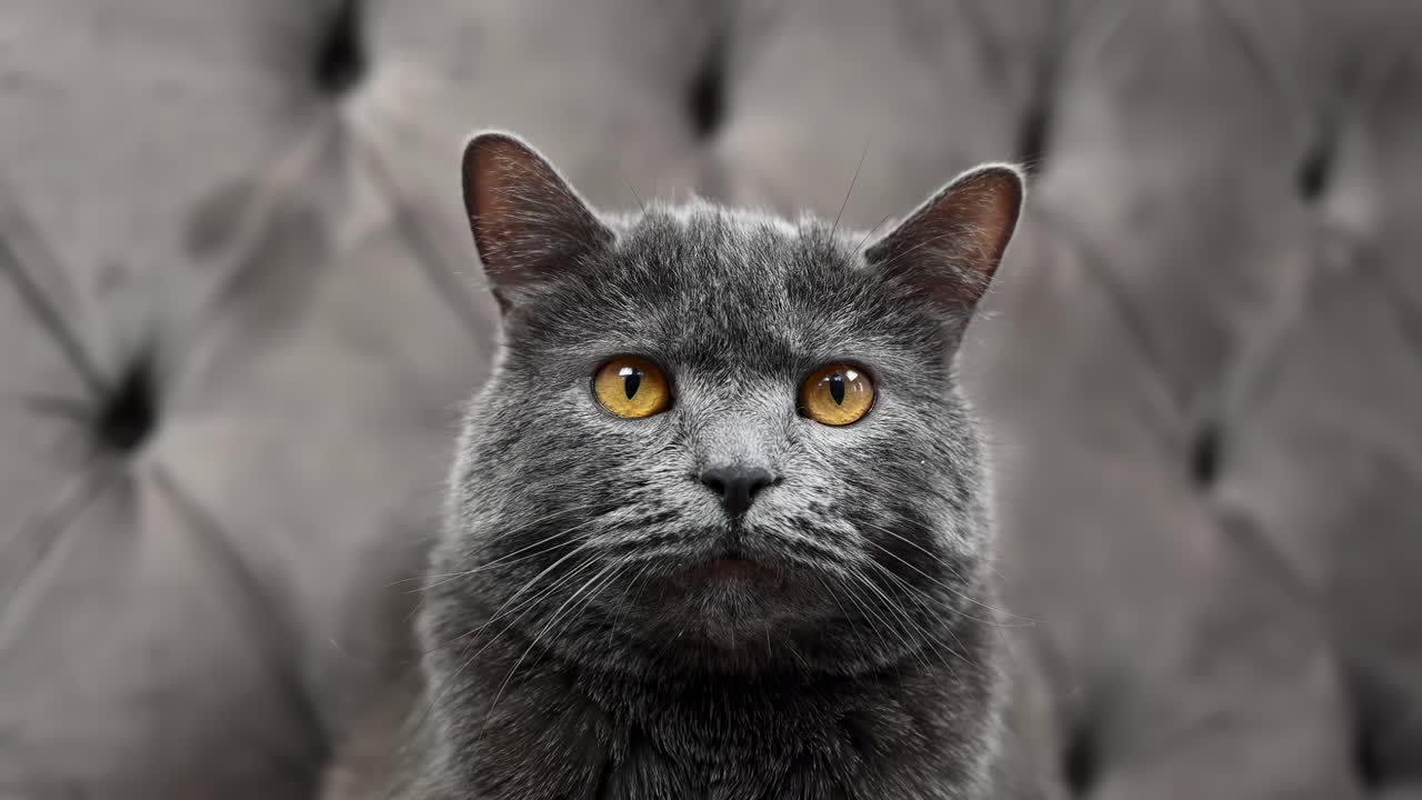 Close-up of a Gray Cat