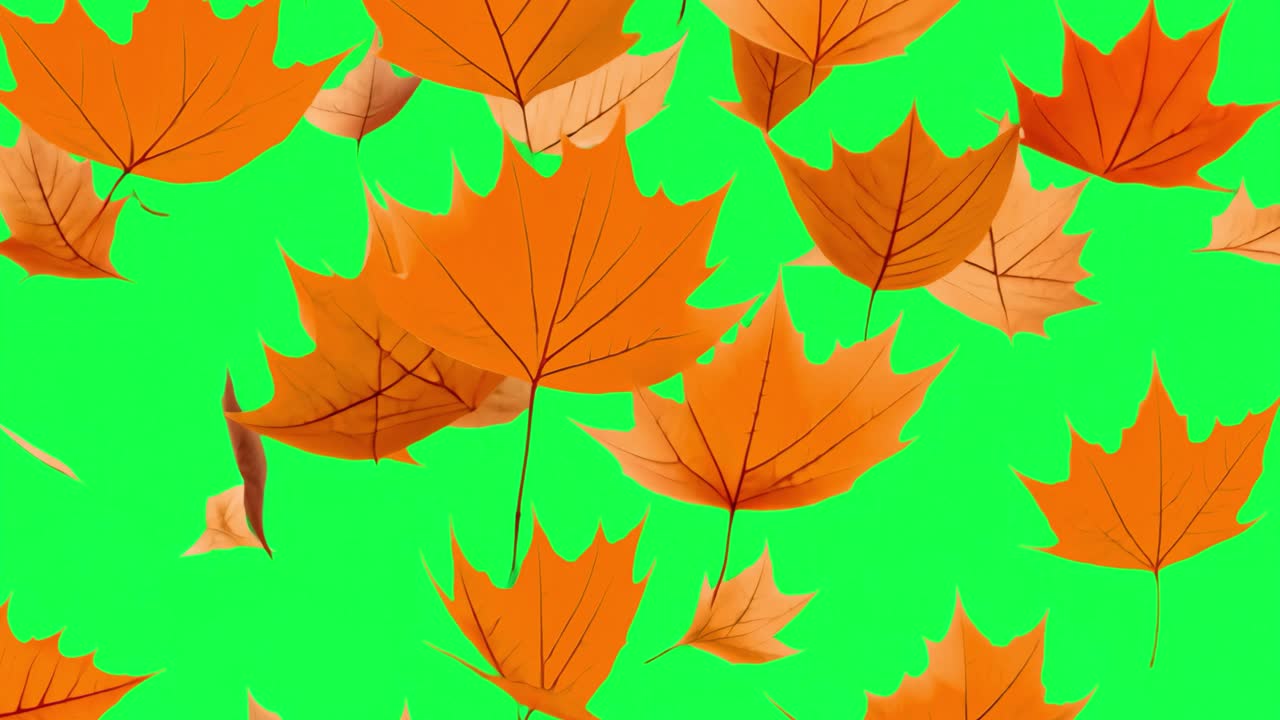 Animazione di foglie autunnali che cadono, video 4K trasparente, green screen