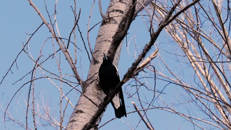 Black-crow-sitting-on-a-branch,-no-leafs,-bird-pooping-from-tree,-perched-bird