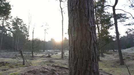 forest scene at sunrise