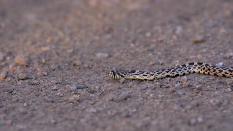 a slithering baby bull snake