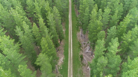 volando por encima de un camino de tierra que atraviesa el bosque de kuitpo en adelaide, sur de australia