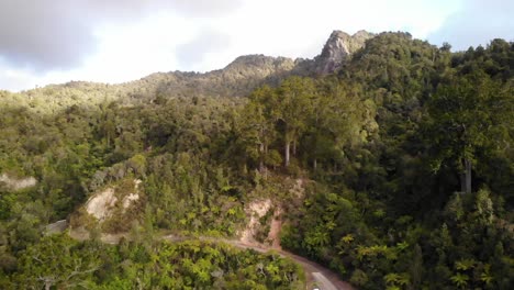 Drone-Acercándose-A-árboles-Kauri-Gigantes-En-Un-Bosque,-Tiro-Ancho-Extremo,-Coromandel,-Nueva-Zelanda