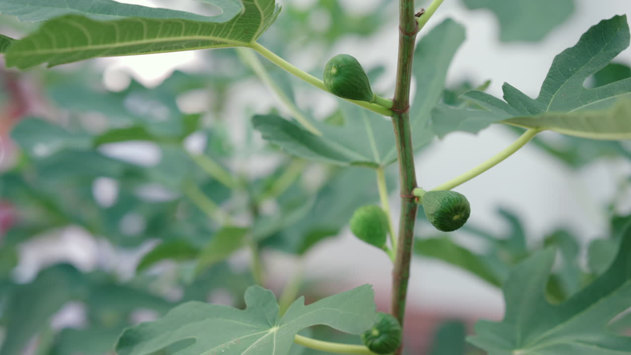 Primo piano di fichi verdi freschi che crescono sul ramo di un albero in un giardino
