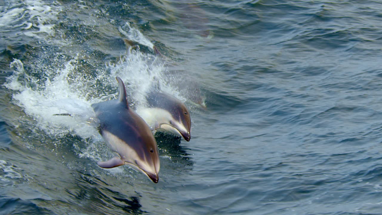 School of dolphins playing in the waves.