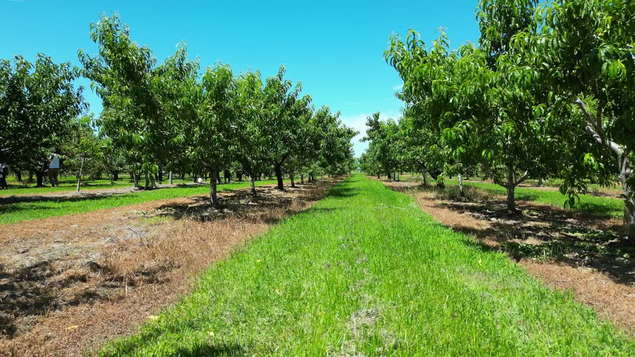hermosa hilera de huertos de plantaciones con árboles frutales a cada lado para la agricultura