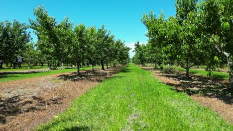 Hermosa-Hilera-De-Huertos-De-Plantaciones-Con-árboles-Frutales-A-Cada-Lado-Para-La-Agricultura