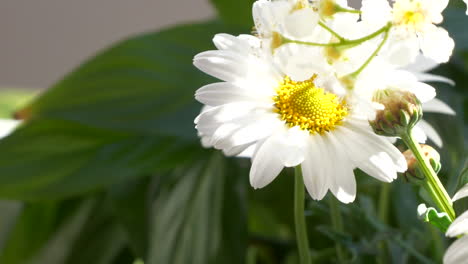 美麗的花園marguerite daisiy在自然陽光下的近距離動態拍攝