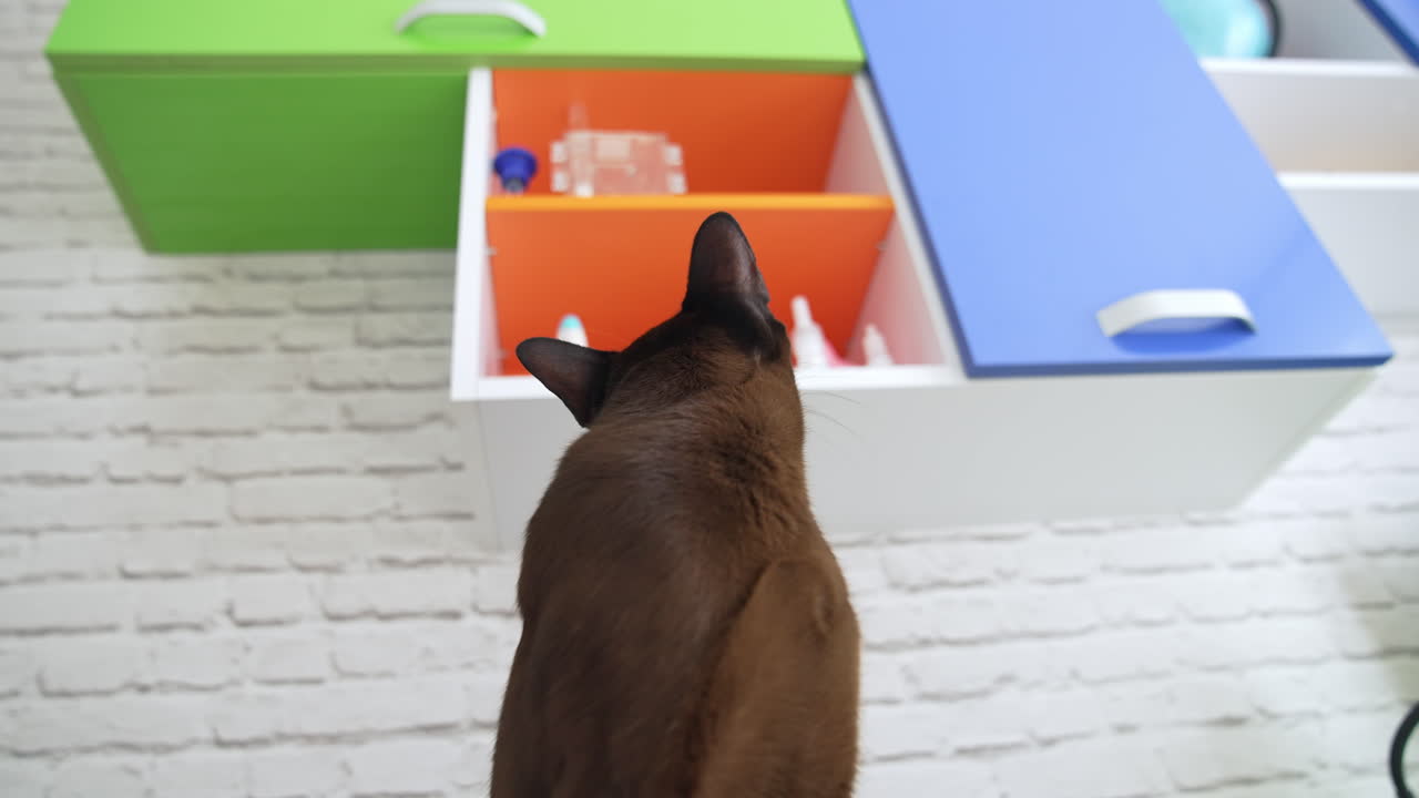 Brown burmese cat with chocolate fur color and yellow eyes gazing