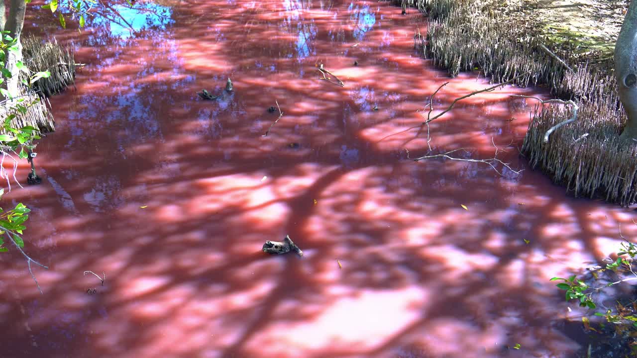 ⁇ 즈랜드의 본달 습지는 따뜻한 기온, 염분 증가 및 낮은 강수량으로 인한 건조한 계절 동안 조류 꽃이 피는 자연 현상으로 인해 분홍색으로 변했습니다.