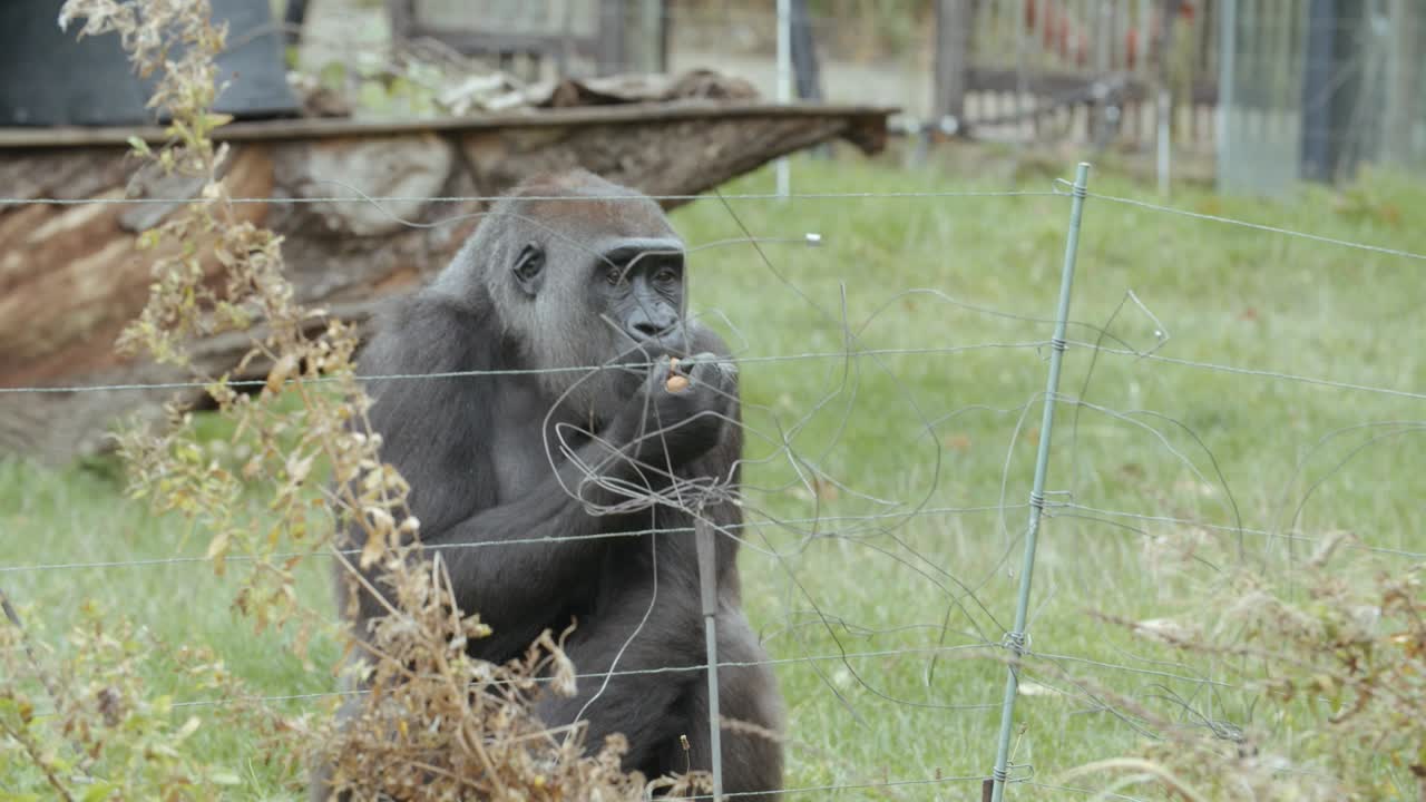 Gorilla che mangia noci nel recinto dello zoo. Slow motion