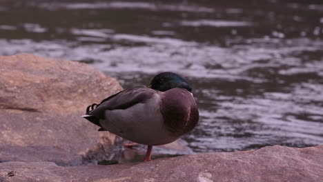 a mallard duck standing on one leg, near a stream