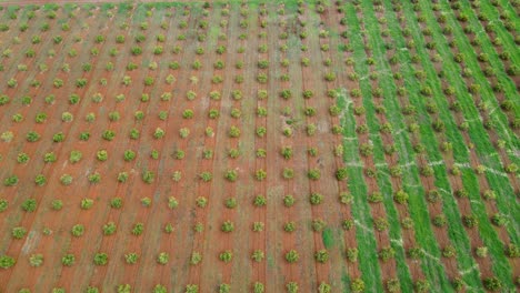 Smart-agriculture-technology--Aerial-drone-view-of-avocado-farm-in-Kenya