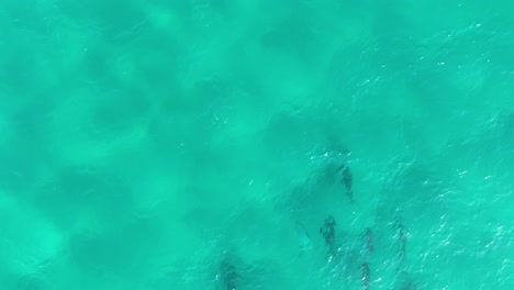 Pod-of-Dolphins-swimming-in-large-numbers-through-the-blue-waters-of-North-Stradbroke-Island