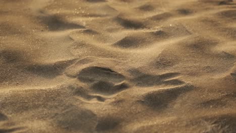 Close-up-shot-of-wind-erasing-a-dogs-paw-print-in-the-sand