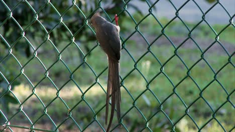 A-pretty-Speckled-Mouse-bird-clinging-to-a-fence,-close-up