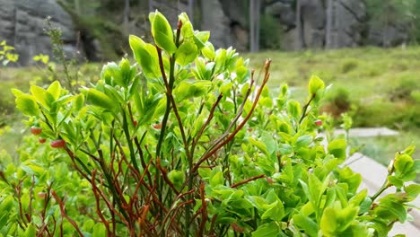 blueberry plants in national park adršpach