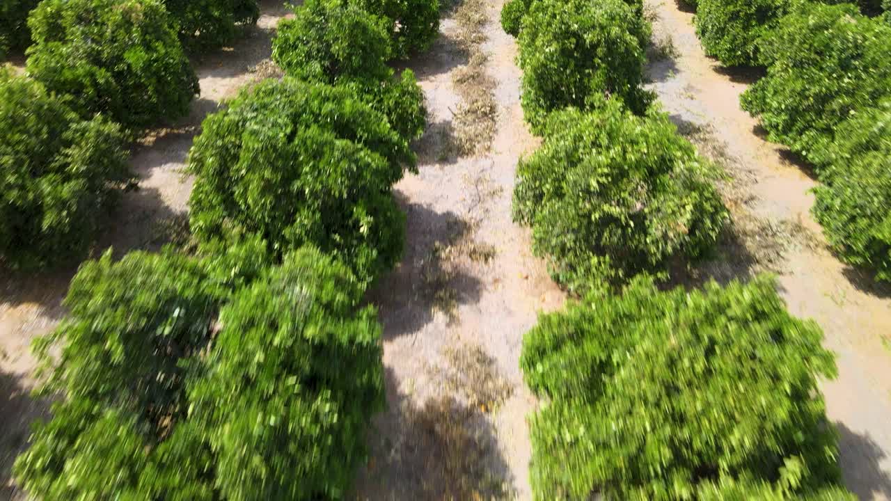 reveal shot revela los jardines de cítricos en la orilla del río uc, mostrando su rica variedad de árboles frutales en toda su gloria
