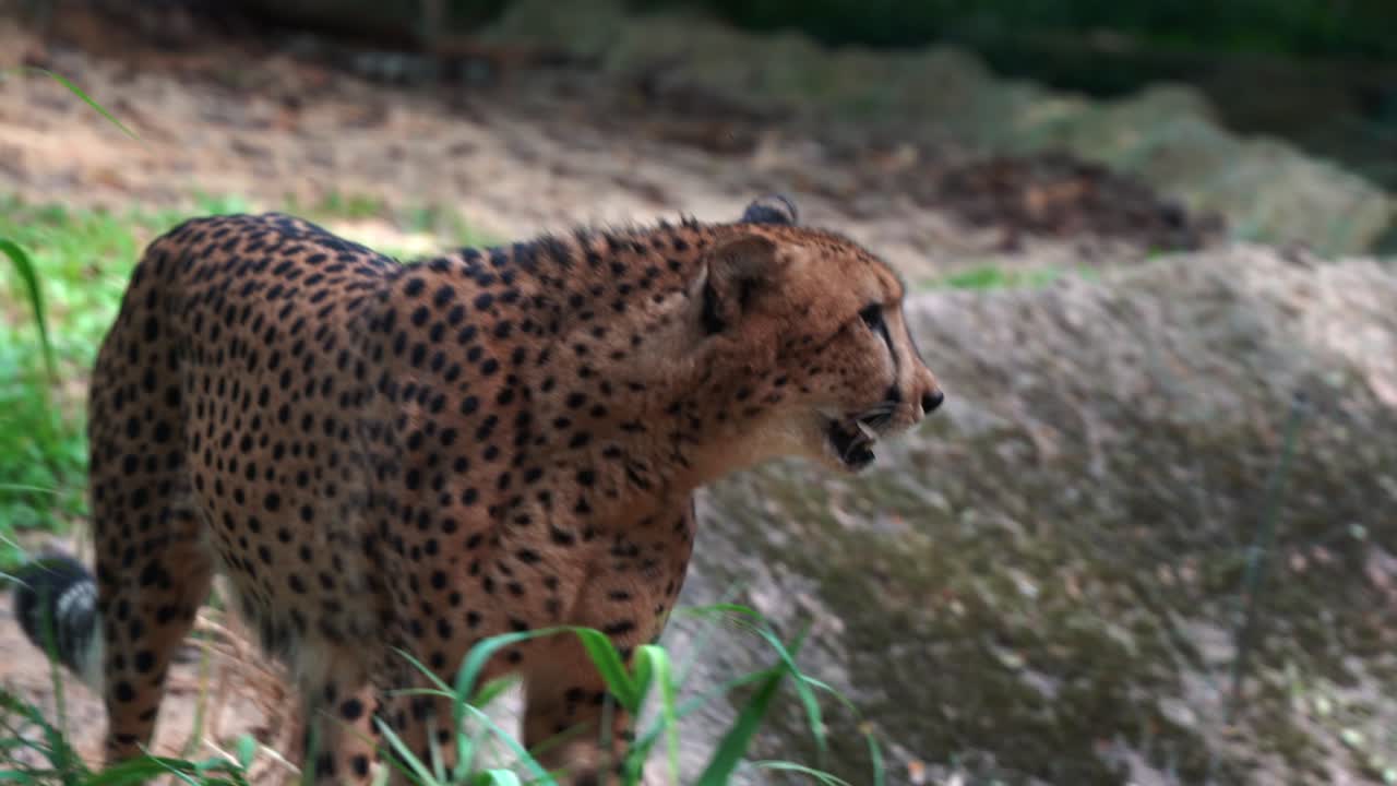 이국적인 아시아 치타, acinonyx jubatus venaticus 천천히 카메라를 향해 걸어가며 몸 전체에 검은 반점이 있는 정점 포식자의 세부 사항을 캡처하고 핸드헬드 동작 클로즈업 샷