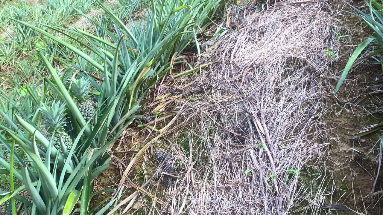 Pineapple Plantation On The Hill In Rural Area Of Bangladesh. - pan shot