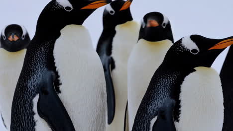 gentoo penguins in antarctic snow