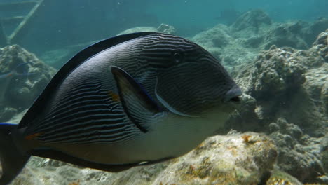 pez cirujano de sohal en el arrecife de coral