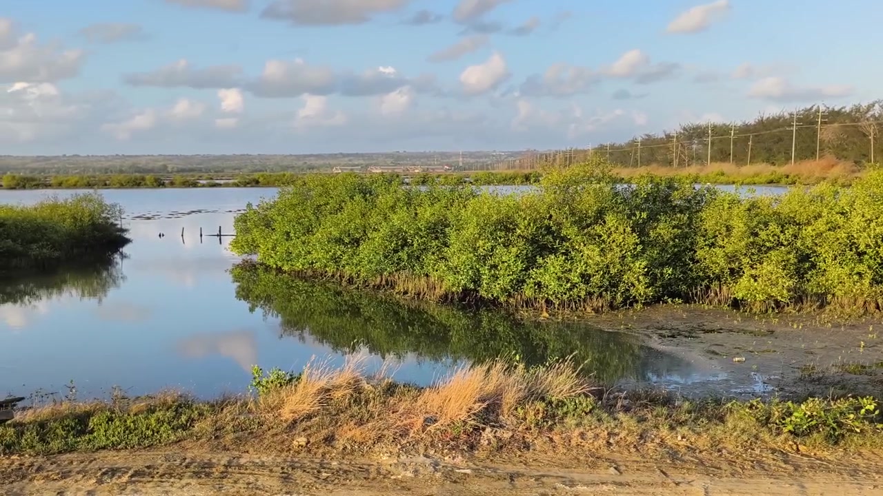 Serena Foresta di Mangrovie e Acqua Calma al Tramonto