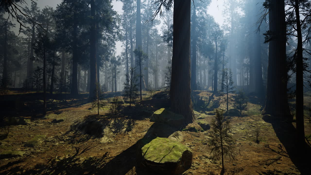 Majestic forest landscape with sunlight filtering through trees at dawn