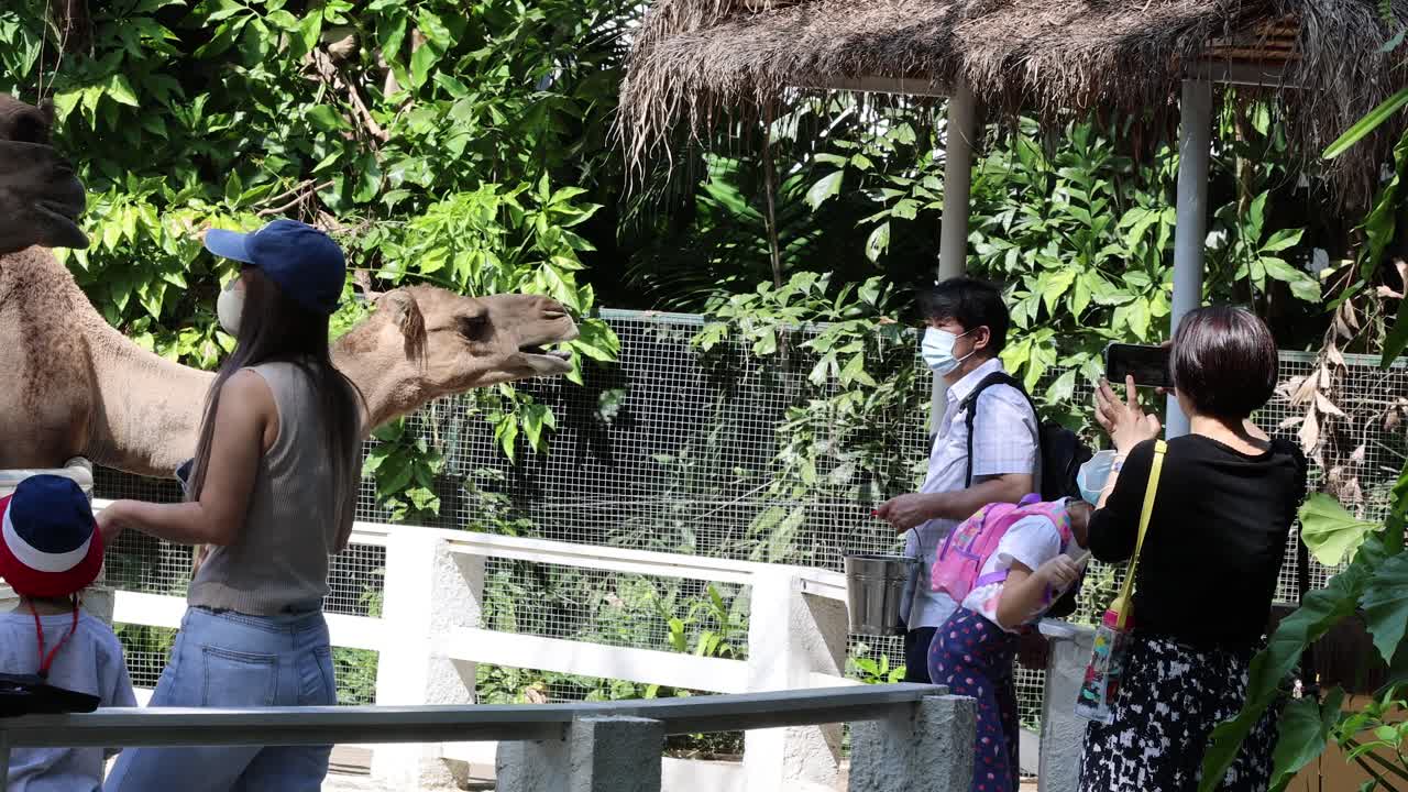 Visitors interact and feed a camel in a zoo enclosure.